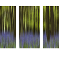 Buy canvas prints of Bluebell Triptych by Graham Custance