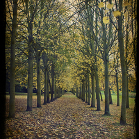Buy canvas prints of Autumn Leaves by Graham Custance