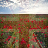 Buy canvas prints of Poppy Field by Graham Custance