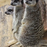 Buy canvas prints of Compare the Meerkats by Graham Custance