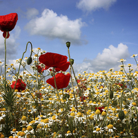 Buy canvas prints of Poppies and Daises by Graham Custance