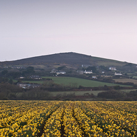 Buy canvas prints of Cornish Daffodils by Graham Custance