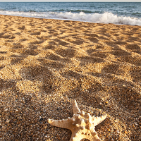 Buy canvas prints of Starfish on the Beach by Graham Custance