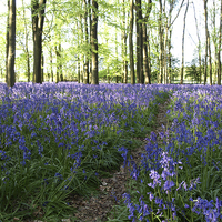 Buy canvas prints of  Bluebell Woods by Graham Custance