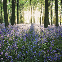 Buy canvas prints of  Bluebell Woods  by Graham Custance