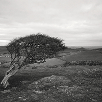Buy canvas prints of  Lone Tree by Graham Custance