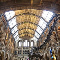 Buy canvas prints of  Dippy the Dinosaur by Graham Custance