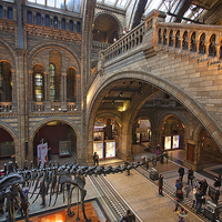Buy canvas prints of  Dinosaur at the Museum by Graham Custance