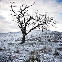 Buy canvas prints of Lone Tree in Winter  by Graham Custance
