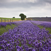 Buy canvas prints of  Lavender Field by Graham Custance