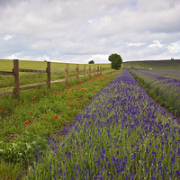 Buy canvas prints of  Lavender Field by Graham Custance