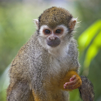 Buy canvas prints of  Squirrel Monkey by Graham Custance