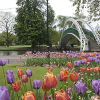 Buy canvas prints of  Bedford Tulips by Graham Custance