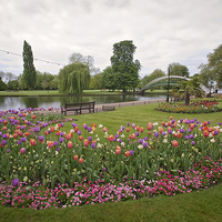 Buy canvas prints of Bedford in Bloom by Graham Custance