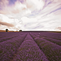 Buy canvas prints of Lavender Field by Graham Custance