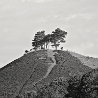 Buy canvas prints of  Colmer Hill by Graham Custance