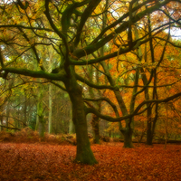Buy canvas prints of Autumn Gold by Graham Custance
