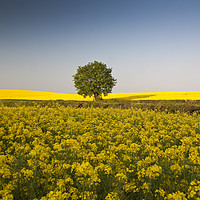 Buy canvas prints of Lone Tree by Graham Custance