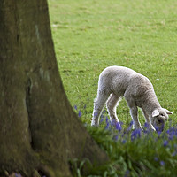 Buy canvas prints of Lamb in the Bluebells by Graham Custance