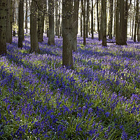 Buy canvas prints of Carpet of Bluebells by Graham Custance