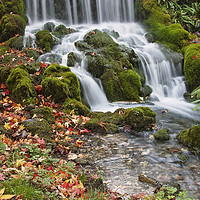 Buy canvas prints of Littlebredy Waterfall  by Graham Custance