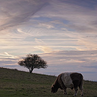 Buy canvas prints of Pitstone Hill by Graham Custance