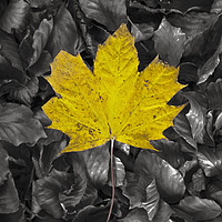 Buy canvas prints of Yellow Maple Leaf by Graham Custance