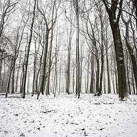 Buy canvas prints of Winter Trees by Graham Custance