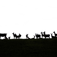 Buy canvas prints of Deer Silhouette  by Graham Custance