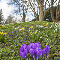 Buy canvas prints of Spring at Waddesdon by Graham Custance