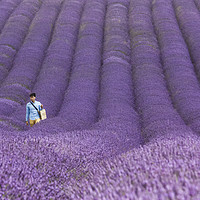 Buy canvas prints of Lavender Field by Graham Custance