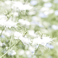 Buy canvas prints of Nigella, Love in a Mist by Graham Custance