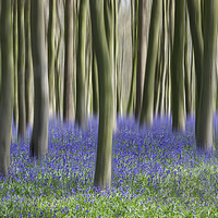 Buy canvas prints of Bluebell Blur by Graham Custance