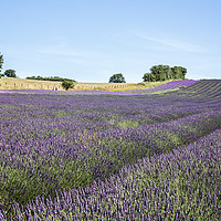 Buy canvas prints of Lavender Fields by Graham Custance