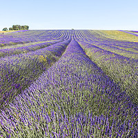 Buy canvas prints of Lavender Fields by Graham Custance