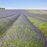 Buy canvas prints of Lavender Fields by Graham Custance
