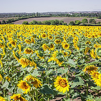 Buy canvas prints of Sunflowers by Graham Custance