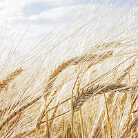 Buy canvas prints of Barley Field by Graham Custance