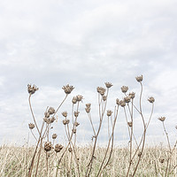 Buy canvas prints of Wild Carrots by Graham Custance