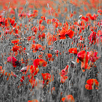 Buy canvas prints of Poppies by Graham Custance
