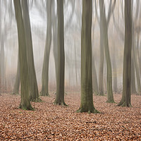 Buy canvas prints of Autumn Mist by Graham Custance