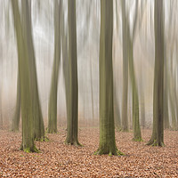 Buy canvas prints of Autumn Mist by Graham Custance