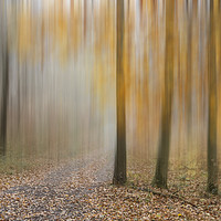 Buy canvas prints of Autumn Gold by Graham Custance