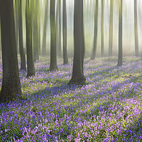 Buy canvas prints of Bluebells by Graham Custance