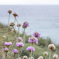 Buy canvas prints of Sea Thrift by Graham Custance