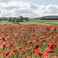 Buy canvas prints of Peak District Poppies by Graham Custance