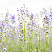 Buy canvas prints of Lavender by Graham Custance
