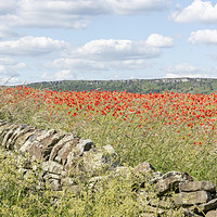 Buy canvas prints of Peak District Poppies by Graham Custance