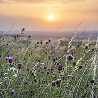 Buy canvas prints of Wildflowers at sunset by Graham Custance
