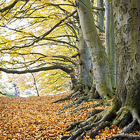 Buy canvas prints of Autumn trees by Graham Custance